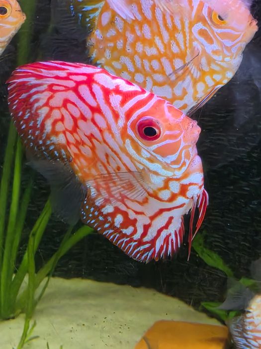 Discus Highbody Pigeon Red