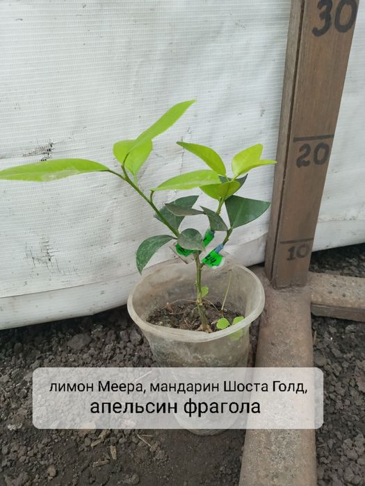 Дерево сад на 3 вида цитрус