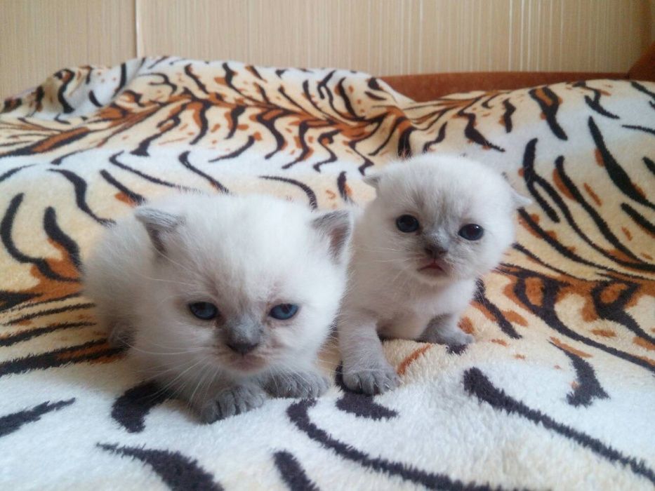 Вислоухий кот ждет в гости прямоушку