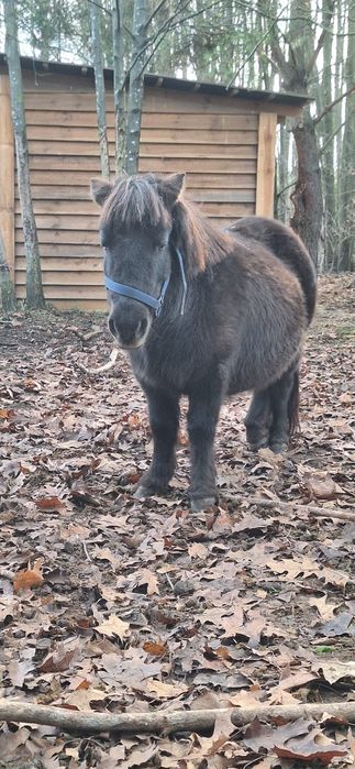 Kucyk,klaczka do adopcji