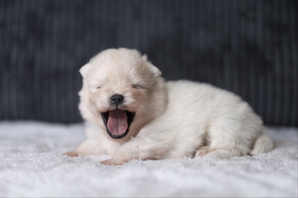 Szczeniak rasy pomeranian szpic miniaturowy