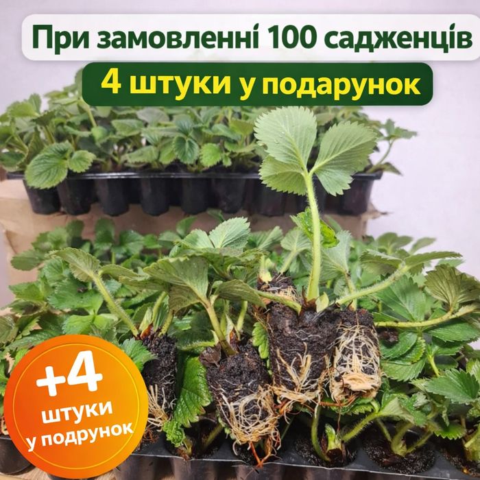 Розсада полуниці,Фрігокасетні,КОПАНКАСортова полуниця, саджанці