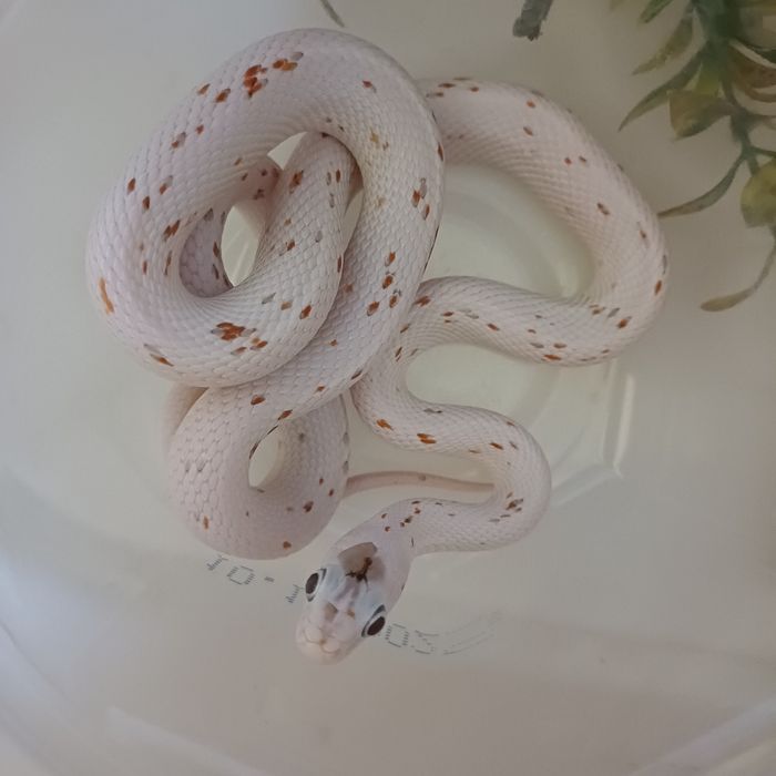 Wąż zbożowy - Palmetto het caramel ph scaleless