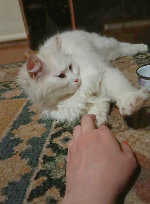 Котята турецька ангора