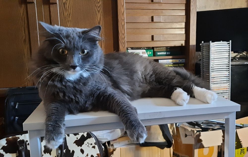 Отдам молодого кота
