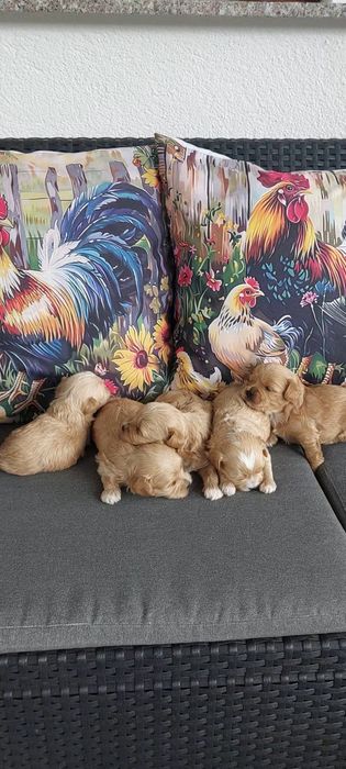 Maltipo & maltańczyk pudel Toy