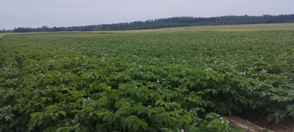 Ziemniaki jadalne  gala na zimę sortowane i pakowanie po 15 kg