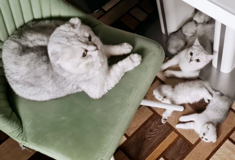 Шотландские котята серебристая шиншилла срібна шиншила кошенята