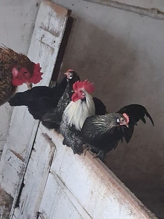 Kury Japonki  zapraszam