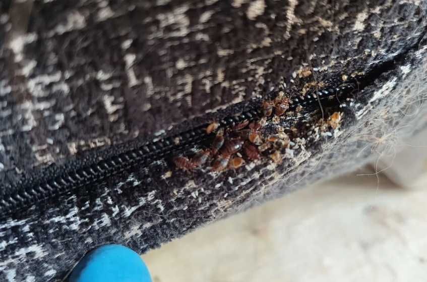 Уничтожение тараканов и клопов Киев и область Срочно Выезд сегодня