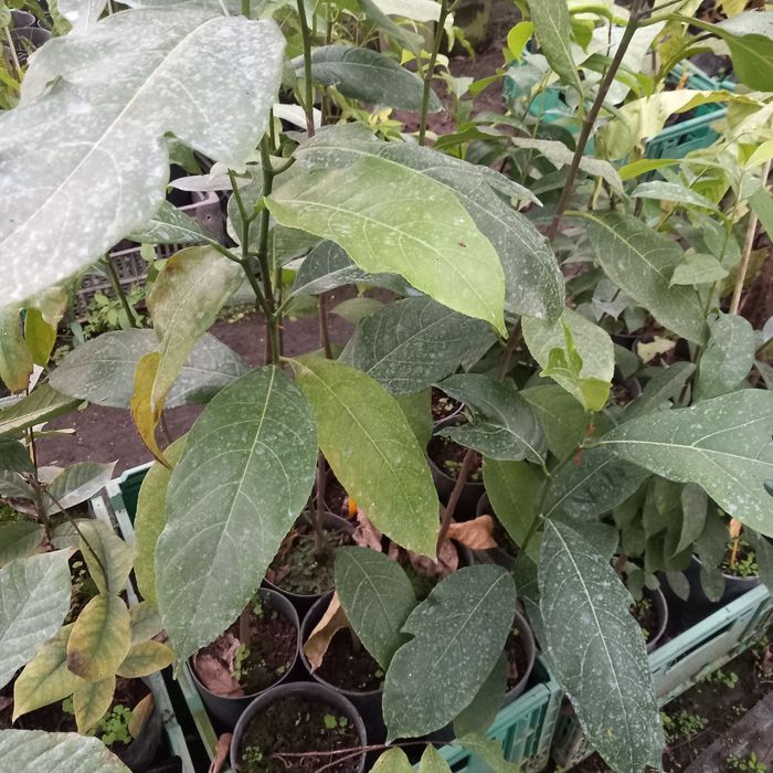 Plantas Tropicais e exóticas