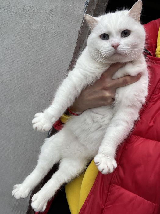 Біла кішка Сніжинка