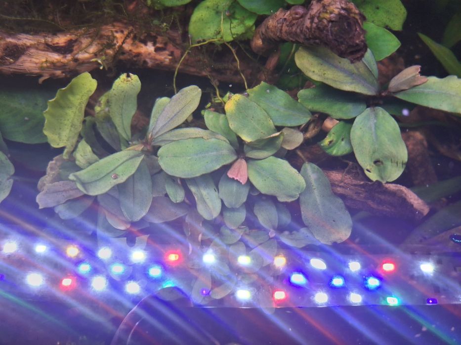 Bucephalandras variadas