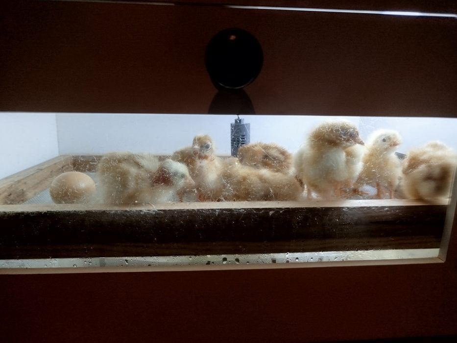 Chocadeira automática