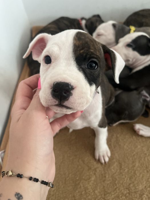 American Staffordshire Terrier (Amstaff)