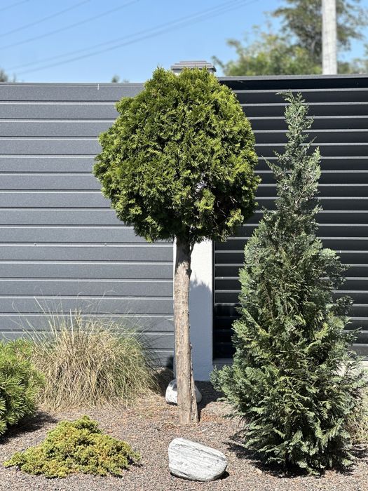 Новый дом у моря,Дача Ковалевского,Без комиссии