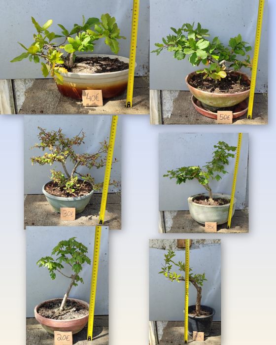 PROMOÇÃO Pré Bonsai ou árvores em vaso