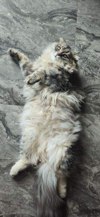 В'язка молодого шотландського кота