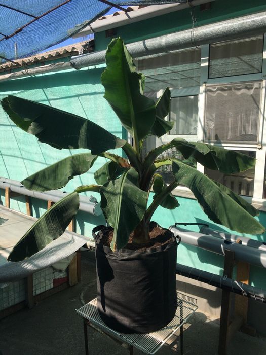 Банан Київський суперкарлик