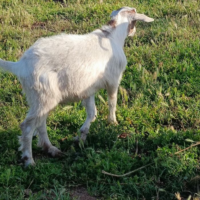 Cabrito - mocho - raça grande