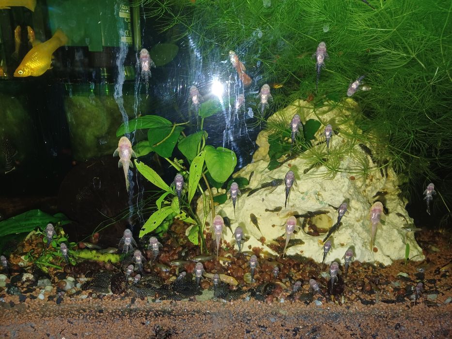 Rybki glonojady 4-5cm.