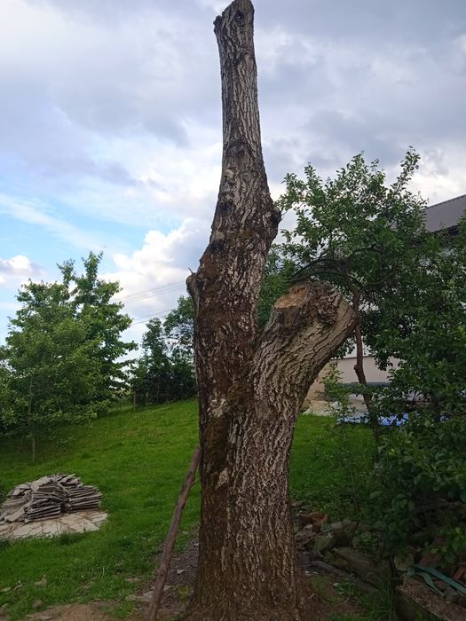 Sprzedam klocek orzecha i jesiona