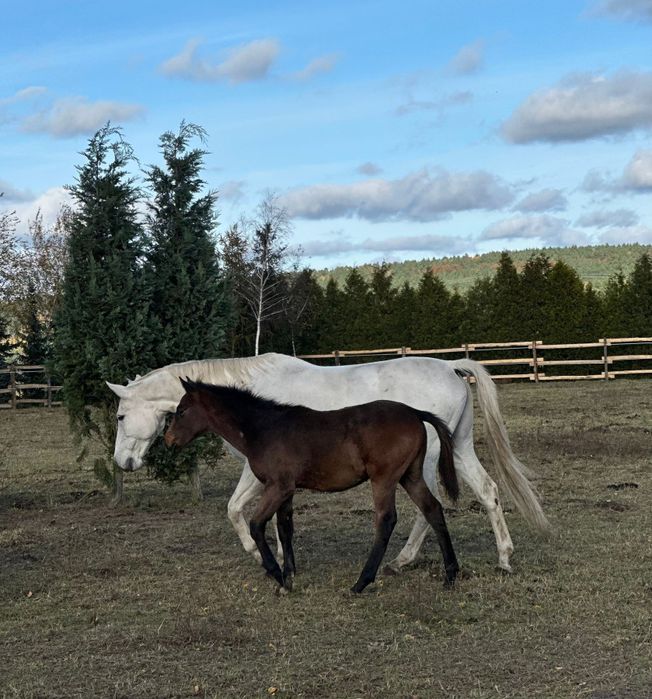 Sprzedam zrebaka po stakkatol, cornet obolensky