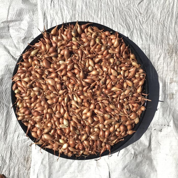 Лук севок   (тиканка, арпажик, димка)