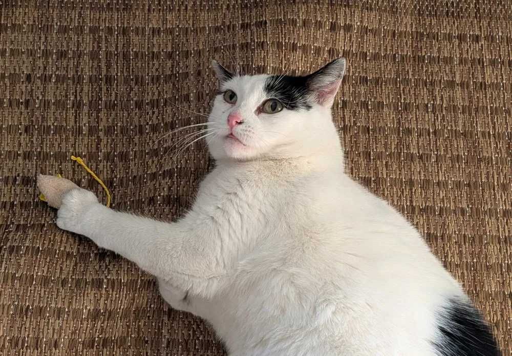 Kochana, rozgadana Kaja szuka domu