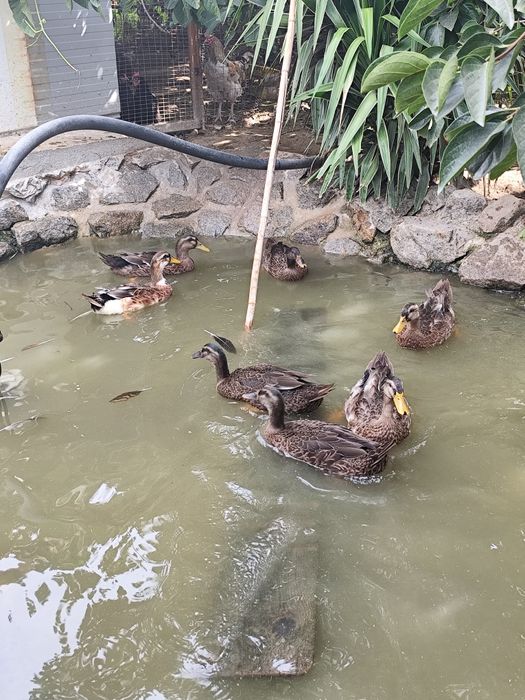 Vendo casais de patos Rouen