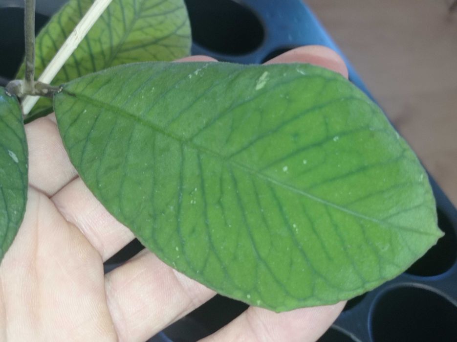 Hoya Hoja sp. SABAH EPC 961 cięta