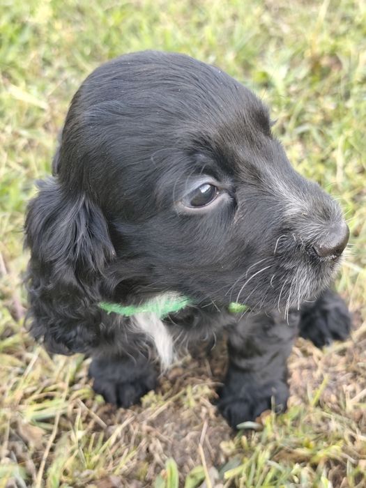 Menino Cocker fofinho