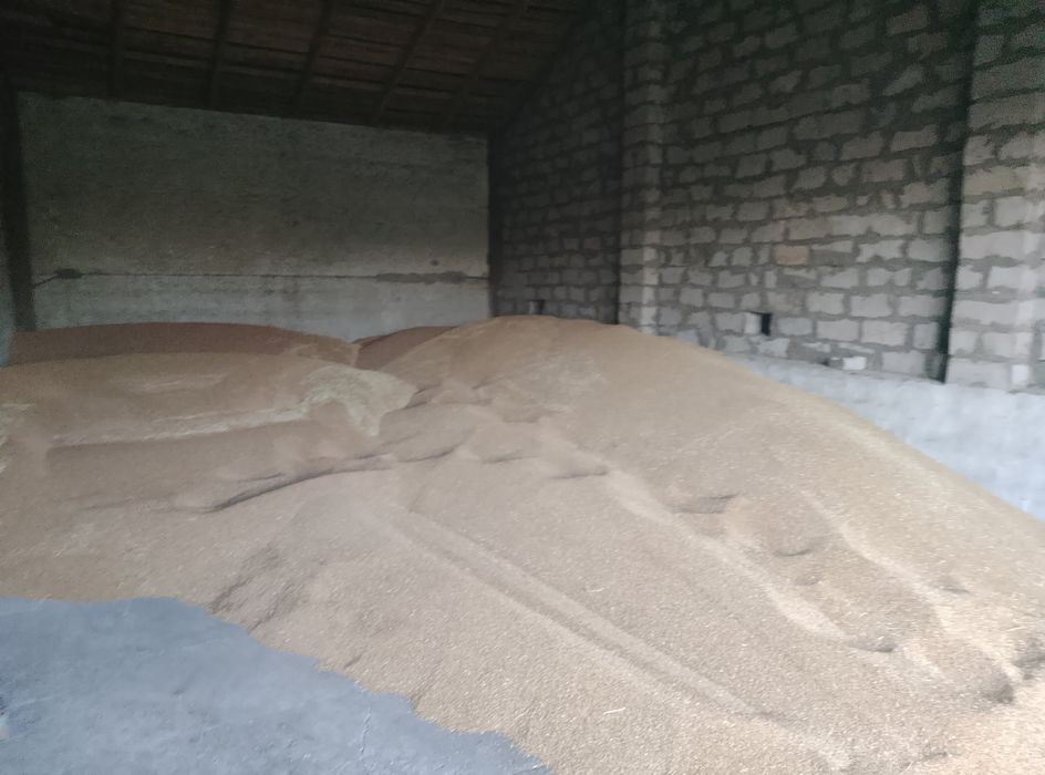Зерно озимої пшениці продам