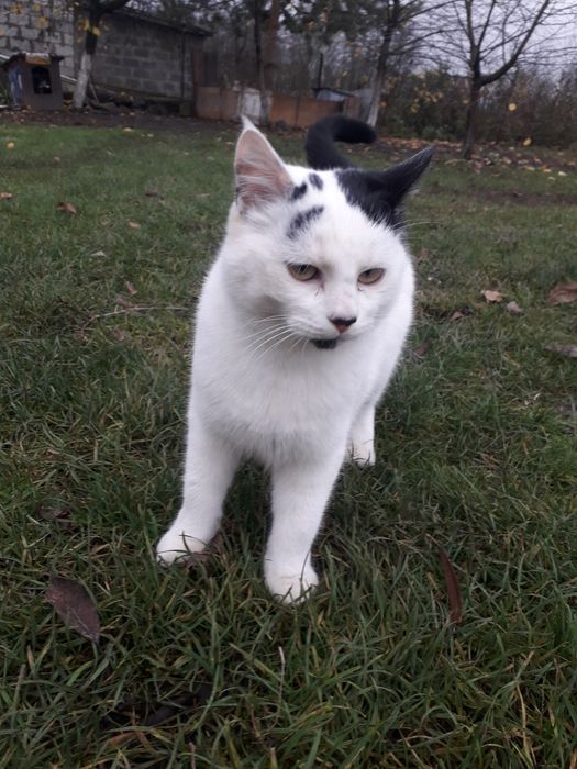 Віддаю в добрі руки