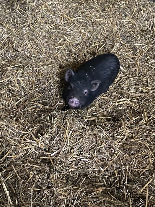 Świnka wietnamska mikro