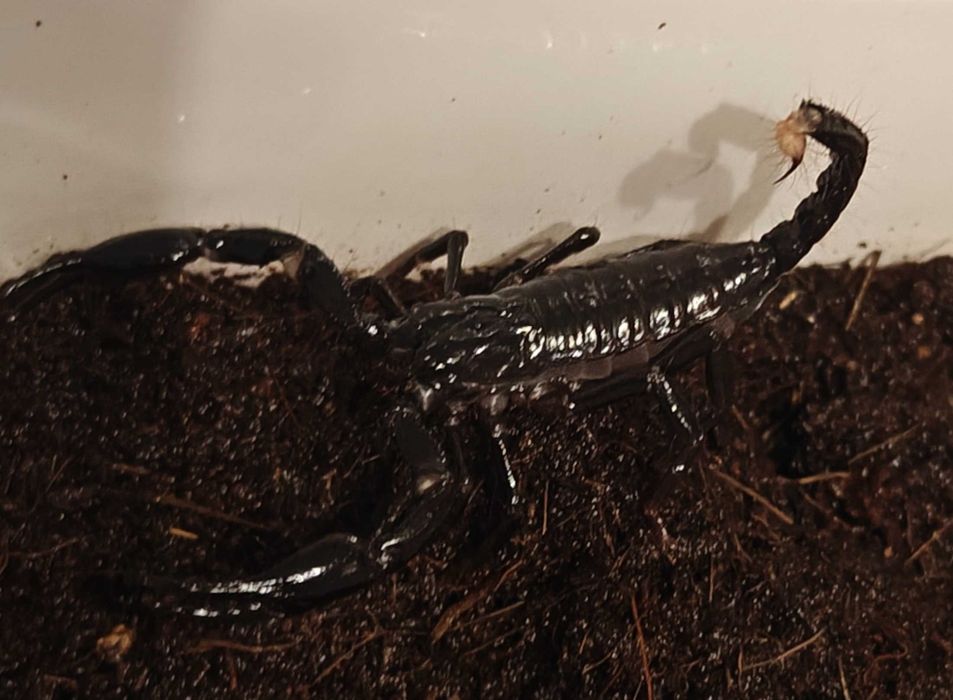 Skorpion Heterometrus spinifer L4/5