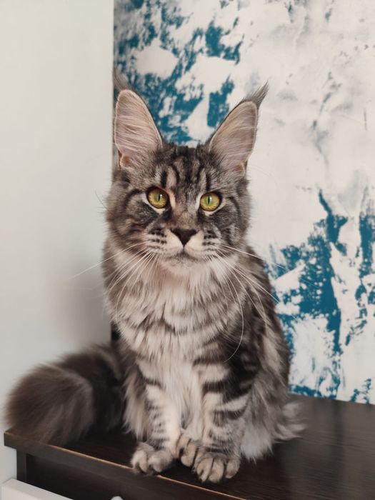 Kotka Maine Coon linia Polidactyl do hodowli.