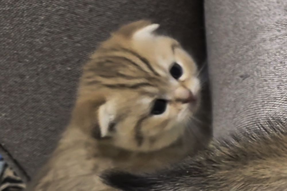 Шотландские котята прямоухие и вислоухие, мальчик и девочки