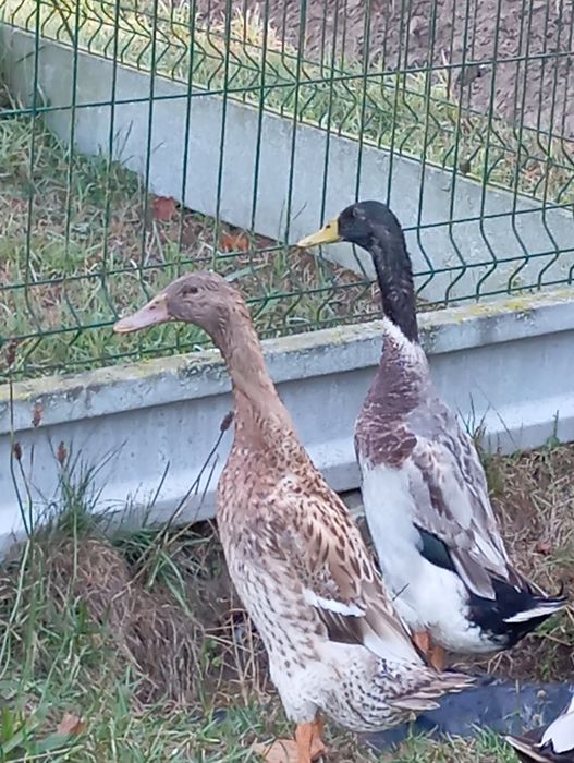 Sprzedam kaczki biegusy para kaczor i kaczka