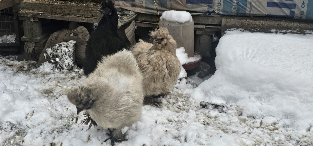 Інкубаційне яйце Китайська Шовкова, Silkies, Пухова курей