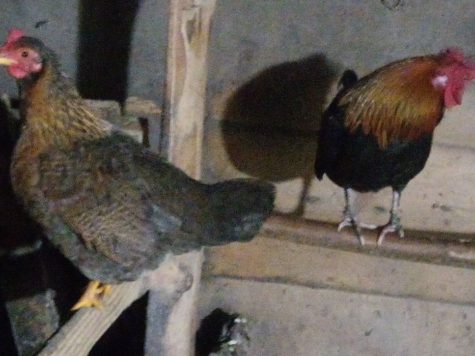 Продам кури ліліпути