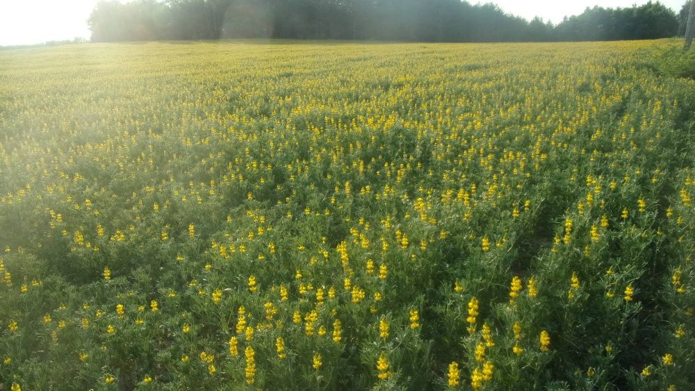 Żyto jare.seradela.łubin.nostrzyk.pszenżyto jare.facelia.gryka.owies