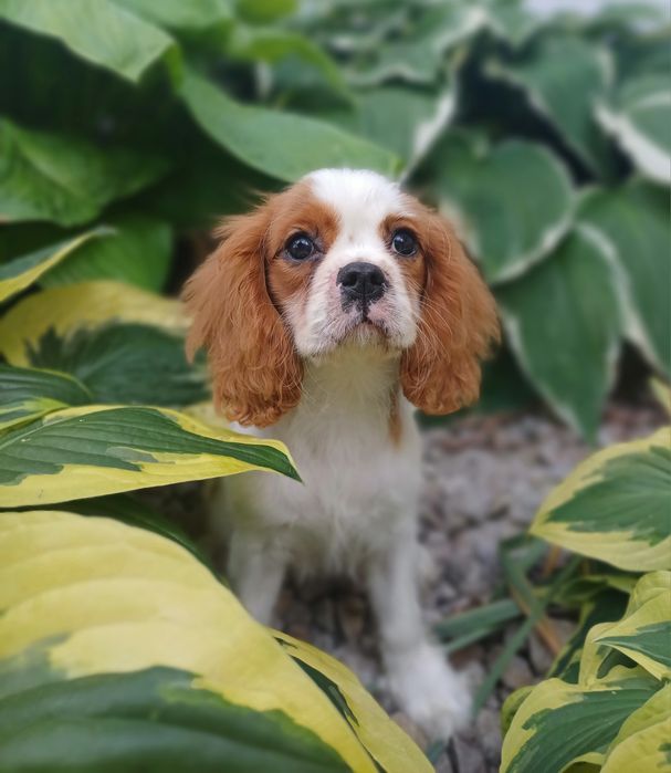 Cavalier King Charles Spaniel-Sunia