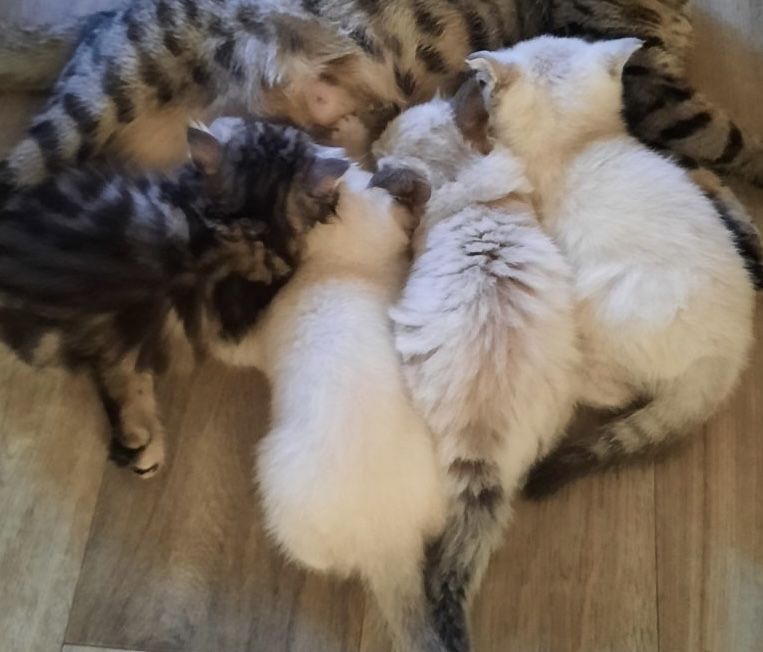 Вязка котов кошек котик кот на шотландского вислоухого кота: 1 000 грн ...