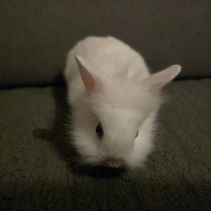 Królik miniaturka