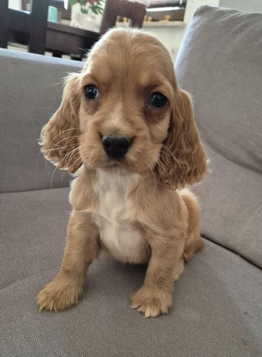 Cocker spaniel piesek Max