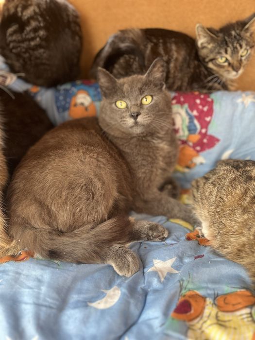 Пепельный мальчик 5-6 мес