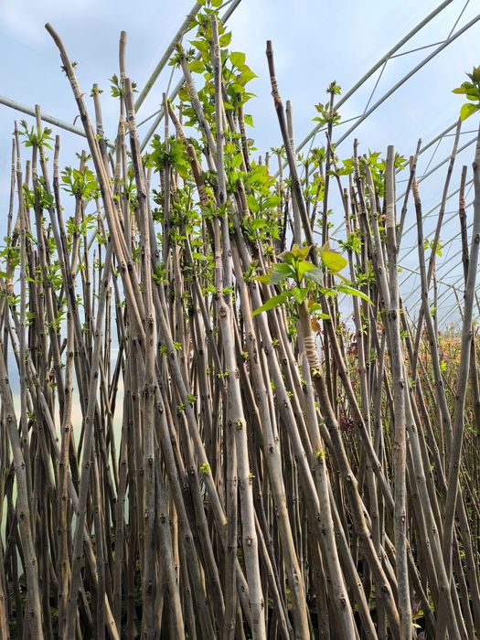 Sprzedam wierzbę Hacurro