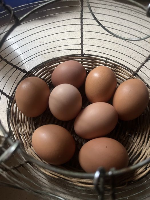 Venda de ovos  caseiris