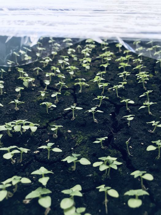 Насіння Павловнії Shan Tong уп. 1000шт, Семена Павловнии із ПОДАРУНКОМ